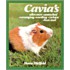 Cavia's
