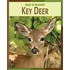 Key Deer