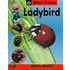 Ladybird