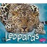 Leopards