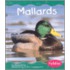 Mallards