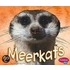 Meerkats