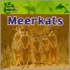 Meerkats