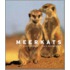 Meerkats