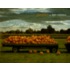 Pumpkins