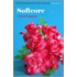 Softcore