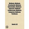 Wallenia by Not Available