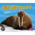 Walruses