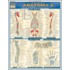 Anatomy 2
