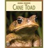 Cane Toad