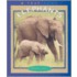 Elephants
