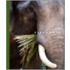 Elephants