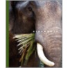 Elephants door Sophie Lockwood