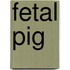 Fetal Pig