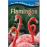 Flamingos