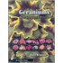 Geraniums