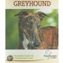 Greyhound