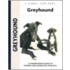 Greyhound