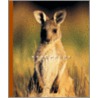 Kangaroos by Peter Murray