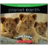 Lion Cubs