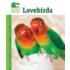 Lovebirds