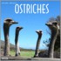 Ostriches