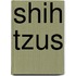 Shih Tzus
