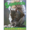 Squirrels by Lauren Diemer
