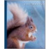 Squirrels