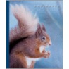 Squirrels door Peter Murray