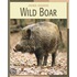 Wild Boar