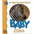 Baby Zebra