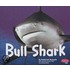 Bull Shark