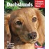 Dachshunds
