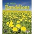 Dandelions