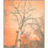 Roxy Paine