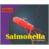 Salmonella