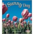 A Sunny Day