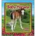 Baby Horses