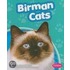 Birman Cats