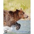 Brown Bears