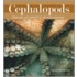 Cephalopods