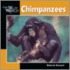Chimpanzees