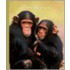 Chimpanzees