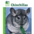 Chinchillas