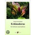 Echinodorus