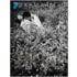 Eikoh Hosoe