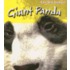 Giant Panda