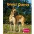 Great Danes