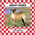 Great Danes